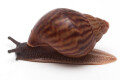 Achatina achatina achatina Ghana typ 1e juvenil